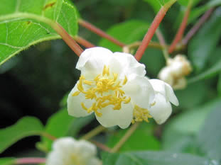 silvervine flower