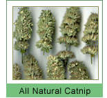 catnip cat