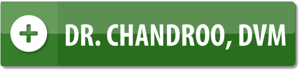 Dr. Kristopher Chandroo Doctor of Veterinary Medicine